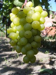 Продам черенки винограда