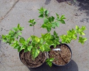 Сирень обыкновенная Aucubeafolia Со 7, 5  Ландшафтный дизайн, озеленение  