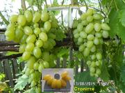 Чубуки винограду - 170 сортів і г. ф.
