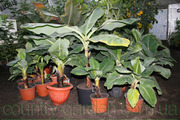 Продам саженцы Банана (комнатное растение) и много других растений