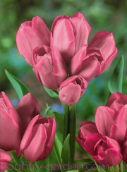 Продам луковицы Тюльпанов Мультифлора и много других растений
