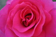 Широкий вибір рози садової по 24 грн. ,  від 100 шт. Розы садовые .